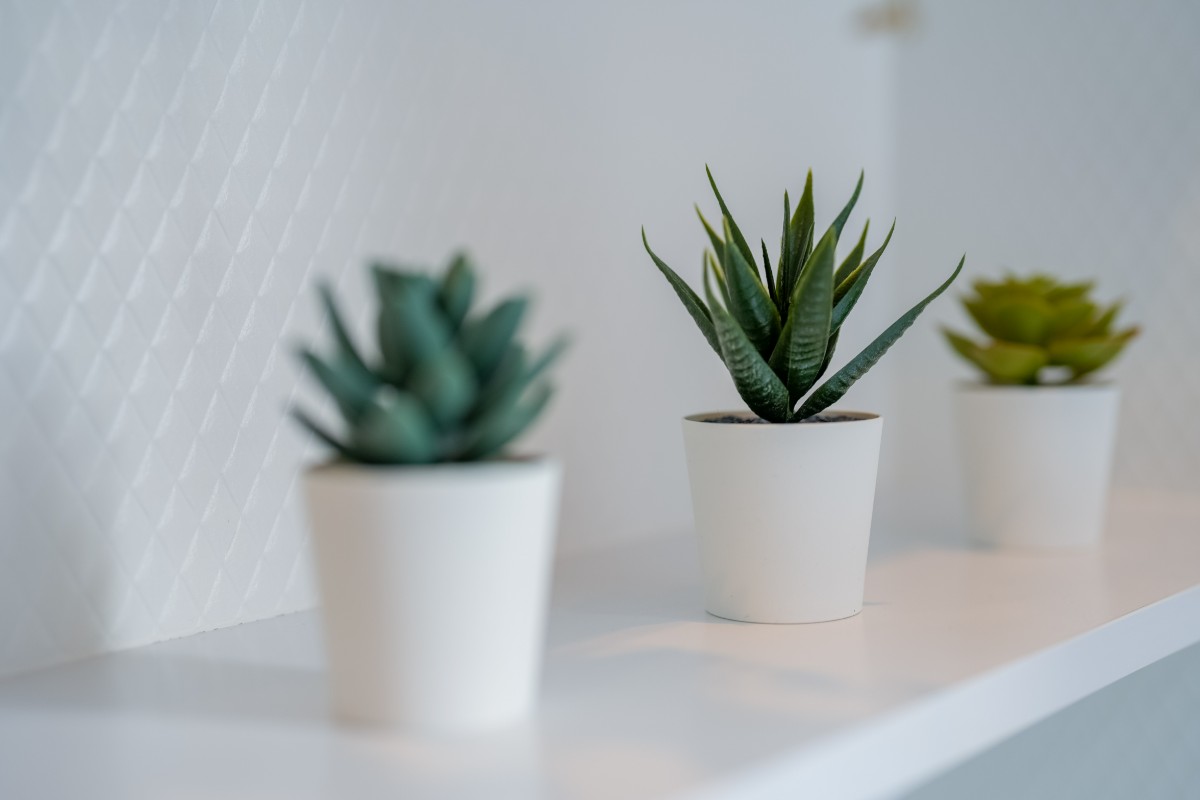 画像のタイトル